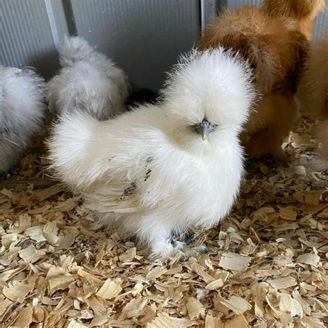 silkie rooster for sale|silkie bantam pullets for sale.